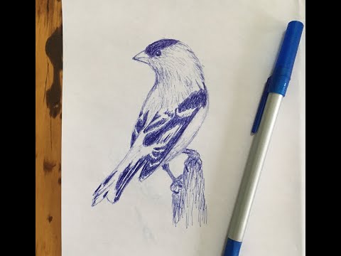 Goldfinch. Simple line drawing of an American Goldfinch. How to draw an American Goldfinch.
