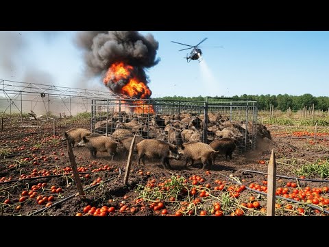 2 Herds Of Wild Boars Fell Into The Trap - Smart Farmer Dug A Ditch To Trap Wild Boars
