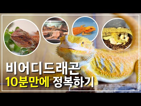 비어디드래곤 사육 10분 만에 마스터 하기!