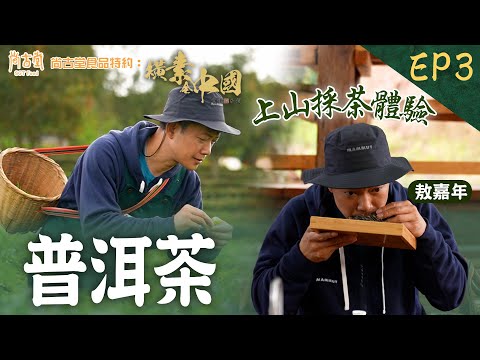 雲南普洱市兩大名物：普洱茶、雲南咖啡 敖嘉年 親自體驗上山採茶｜橫素全中國 ｜ EP3｜ 敖嘉年 ｜ HOY TV