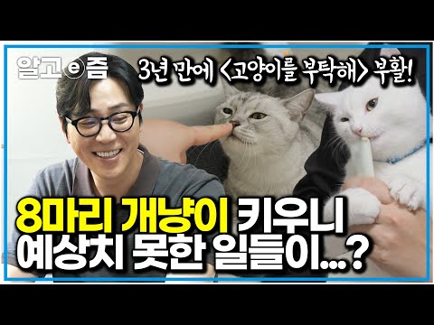 싸움도 없던 개냥이 8마리… 평화로운 줄만 알았는데, 숨겨진 반전이?｜고양이를 부탁해｜알고e즘