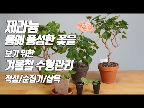 Geranium tree management/planting method/home gardening to see many flowers in spring