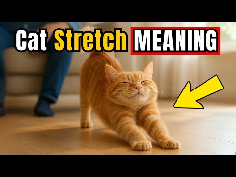 If Your Cat Stretches When They See You  THIS Is What It Means! (Not What YOU Think)