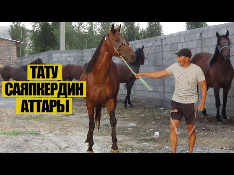 Саяпкер Татунун жаңы аттары