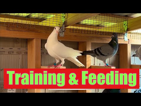 Feeding and Training my 2025 Racing Pigeons