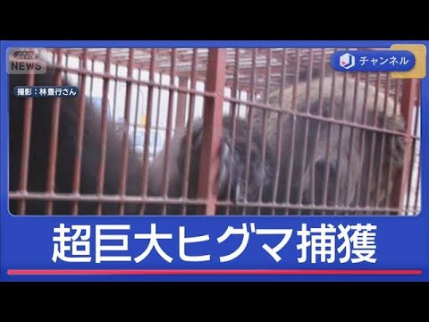 400kg級「とにかく太い」“過去1番”巨大ヒグマ捕獲【スーパーJチャンネル】(2025年11月26日)