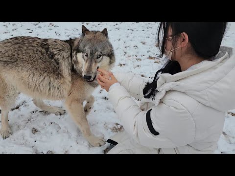 울프독 키우는 여성구독자님 힘 쎄시네요..입을 쫙 벌려서 보여주셨는데..ㄷㄷ