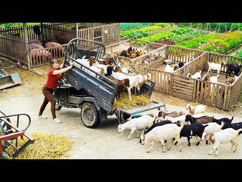 Timelapse – Make $1000 in 23 Hours with Goat Farming