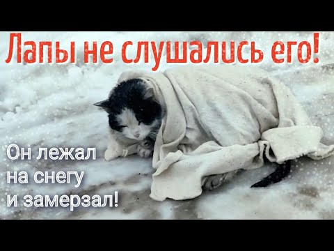 The cat no longer cried / he silently crawled to the people and waited for the end/help save tne kat