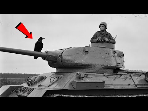 Ворон спас танкиста 47 раз — немцы назначили награду за птицу, но так и не поняли как она работает