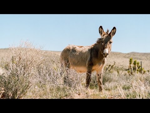 Portra 400 & Ektar 100 in Vegas!