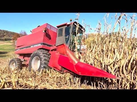 Combining Corn With My New 1660 Case IH Combine! Harvest 2025