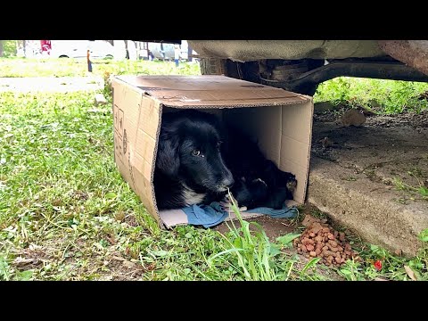 Stray Mama Dog Bundles Up In A Box With Her Puppies To Keep Them Warm | Dog Rescue Shelter