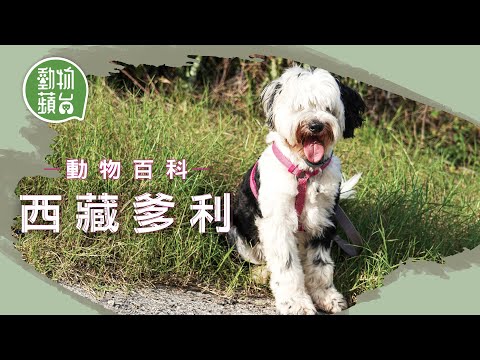 香港非常罕見西藏爹利！超過2000年歷史古老犬種 英國獸醫帶回香港飼養 衍生西施犬拉薩犬 地位神聖被喻為幸運使者 #動物百科 #動物蘋台─果籽 香港 Apple Daily─原刊日期：20210509