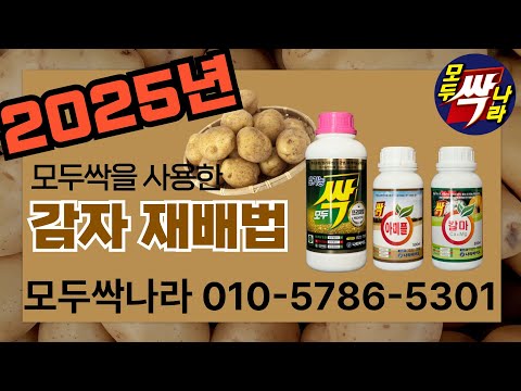 [모두싹나라]2025년 감자 소독방법 아주심기, 병해충 설명과 모두싹 살포방법까지! 문의전화 010-5786-5301