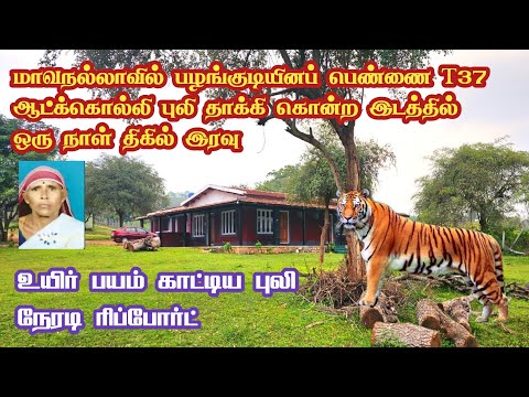 🐅🐅 Deadly Night Stay in T37 Tiger Territory at Mavanalla Village | Runnel View Resort | Jolly Trip