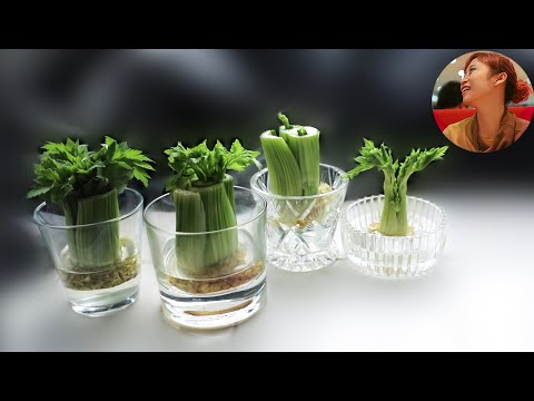 我用厨房剩料种出了34种菜｜新方法种菜｜不用买种子，吃剩的厨余就能种出很多菜