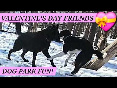 KA-BAR'S BEST VALENTINE'S DAY EVER?! 💝 - Dog Park Friends Winter Hike Part 3 🐾