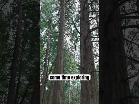 Yosemite gone wrong, but then so right. #photography #leica #yosemite #shorts