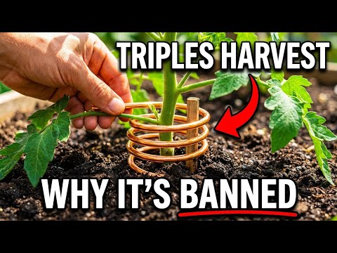 One Copper Wire Triples Your Harvest — Why Is This Science "Forbidden"?