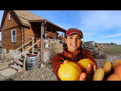 NEVER Throw away ORANGE OR LEMON SKINS! 5 uses from the Homestead