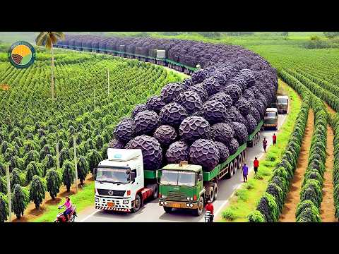 How Vietnamese Farmers Harvest Tons of Black Pepper: Black Pepper Farming | Farming Documentary