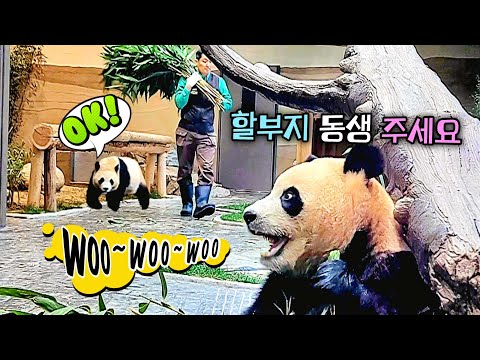 동생아 눈 희번득 했다고 놀라지 말고 천천히 와서 당근 먹어 언니는 대나무밥도 괜찮아 루이바오 후이바오