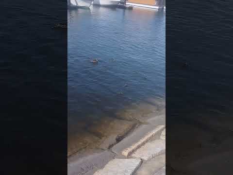 #beachvibes #beach #ocean #whowillbemylifepartnerta #birds #babybird #sittingonthedockofthebay