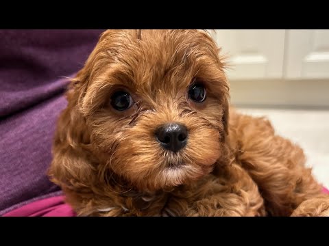 Little Dot - coming Home and  the first week!!   PLEASE READ DESCRIPTION!