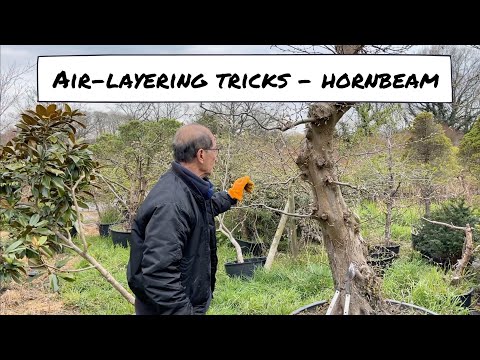Hornbeam Air layering Tricks