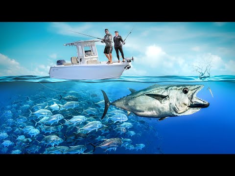 Predators that Rule 350ft Deep | GIANT Dogtooth Tuna