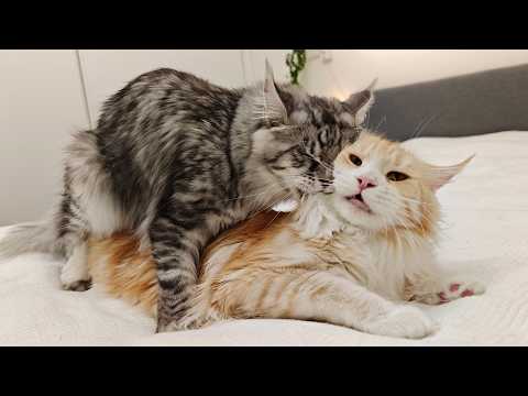 Cat Mating Process - How I Breed My Maine Coons