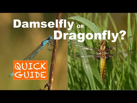 Damselfly or Dragonfly? A QUICK GUIDE