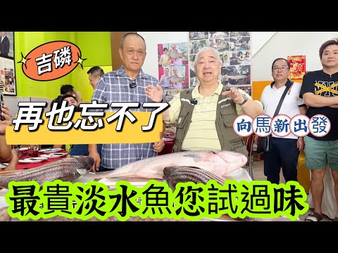 🐟 再也忘不了 🇲🇾 最貴淡水魚您試過味 🛫 向馬新出發 {韜滔有食神} 2023.10.31.