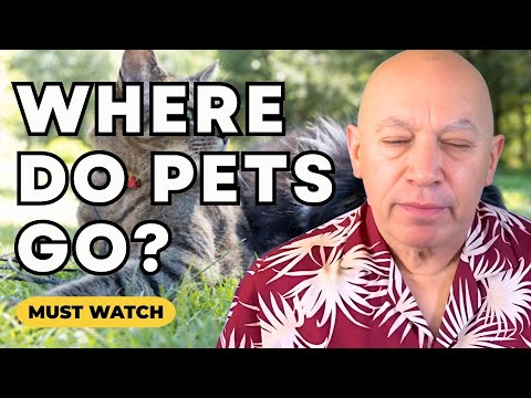 Bashar Reveals Where Your Deceased Pets Go & The Illusion of "Reincarnation" (by Darryl Anka)