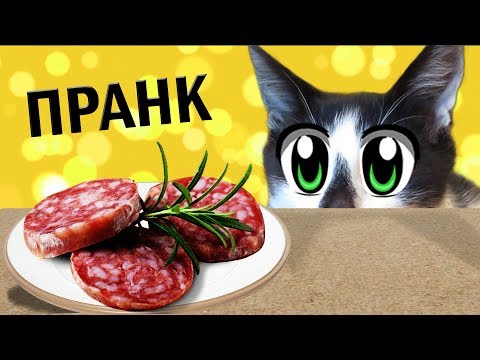 23 СМЕШНЫХ ПРАНКОВ над КОТАМИ ! ЛУЧШИЕ ПРИКОЛЫ с КОТАМИ! СМЕШНЫЕ ИДЕИ ДЛЯ РОЗЫГРЫША пары друзей