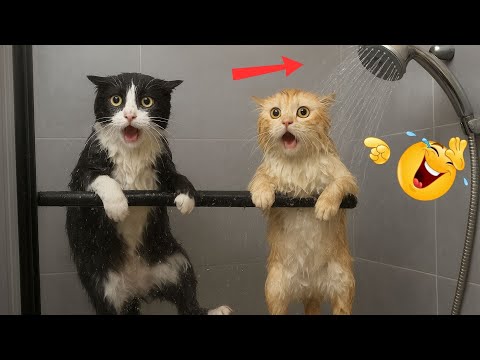 🐾 Funniest Animal Chaos 2025 😹 Cats & Dogs Doing Ridiculous Things!