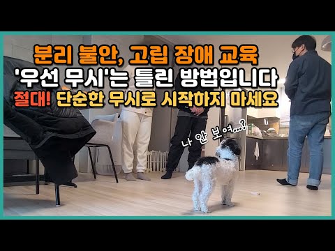 For Dog Separation Anxiety, "Initiative and Rejection" Take Priority Over "Ignoring" | Poodle Ink