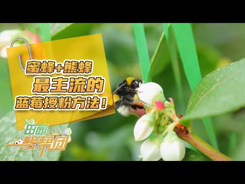 最主流的蓝莓授粉方式！蜜蜂+熊蜂混合授粉：蓝莓挂果量高，成本还低！|「田园帮帮团」20240131