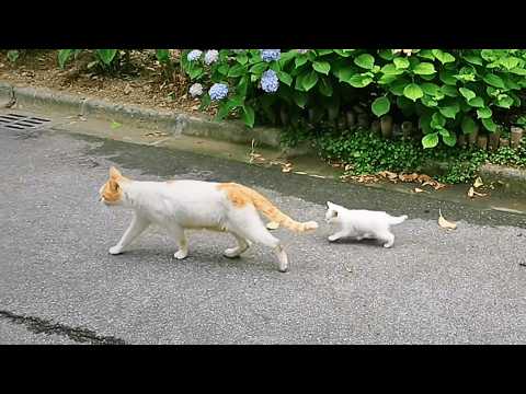 The stray mama cat I regularly feed brought her six kittens to "settle down" at my house today