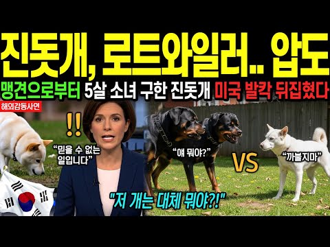 [해외감동사연] 한국 진돗개가 로트와일러 2마리 압도, 5살 아이 구했다 '미국 충격'