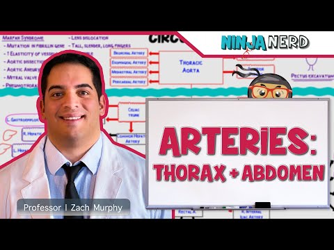 Circulatory System | Arteries of the Thorax & Abdomen | Flow Chart