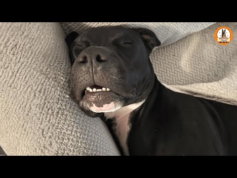 My Dad Feared Pitbulls…Until He Met My Rescue Dog