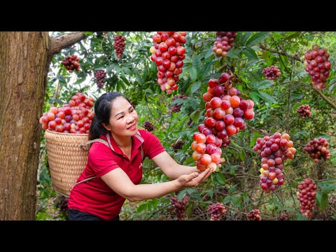 Harvesting the Devil's Footsteps & Go to Market Sell | They can attack with poisonous spines