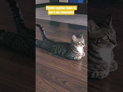 playing Egyptian music to see if my cat remembers