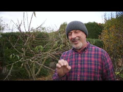 My 2nd Spray To Stop Leaf Curl In 2024