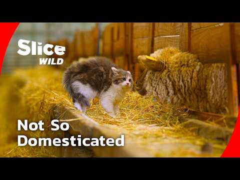 Kittenhood: The Wild Instincts of Domestic Cats I FULL DOC | SLICE WILD