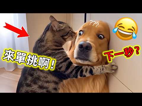 😂動物成精了|整蠱、幹架、幹壞事無所不能,真的是歡喜冤家#動物的迷惑行為 #動物成精了 #動物搞笑視頻 #貓咪 #狗狗 #世界之最 #王宇觀地球