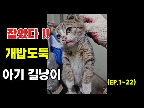 ( ep01 ~ 22 ) 개밥 훔쳐먹다 걸린 아가 길냥이는 결국 몰아보기🐱🐾 #고양이 #cat #catlover #catstagram #냥이 #cute #반려묘 #일상 #길고양이