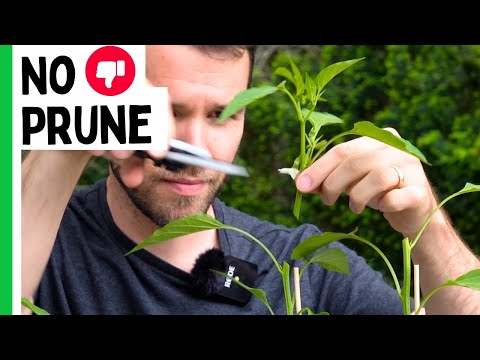 I Stopped Pruning My Peppers...And This Happened